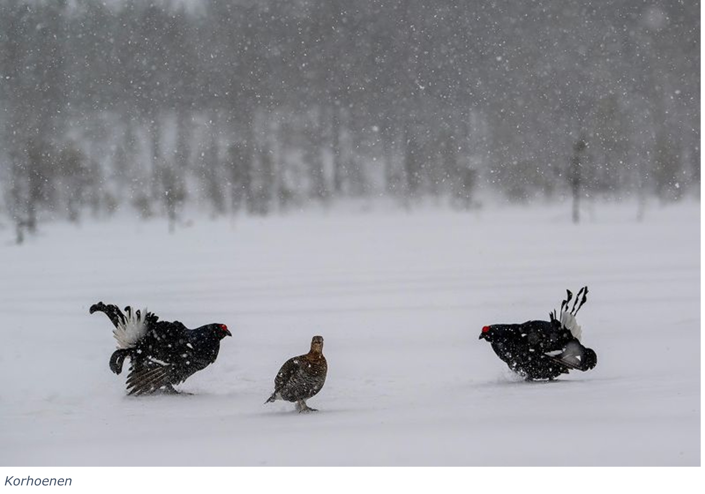 Korhoen (Finland). Foto van Wiel Arets.